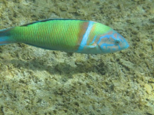 fisk3.JPG