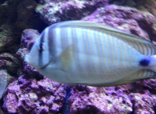 Gran Canaria 034.jpg