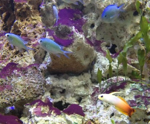 Gran Canaria 038.jpg