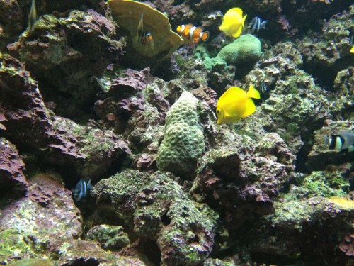 Gran Canaria 042.jpg