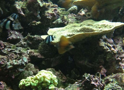 Gran Canaria 059.jpg