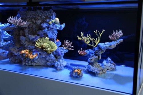 CORAL PLACEMENT SPREAD.jpg