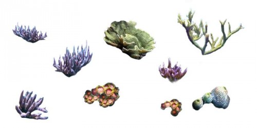 CORALS.jpg