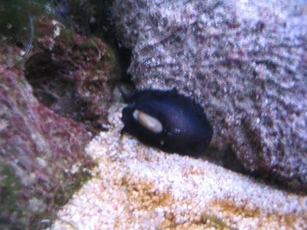 slug 2.JPG
