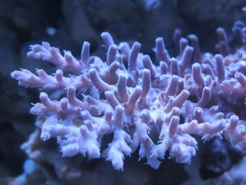acro1.jpg