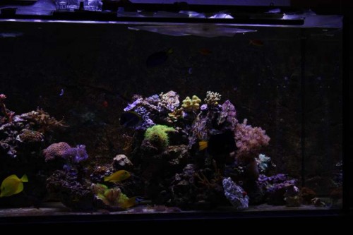 PTS?? (Part tank shot ;) )