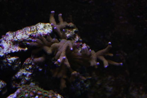 Montipora Digitata der så småt er ved at komme sig.
