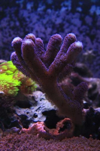 Stylophora