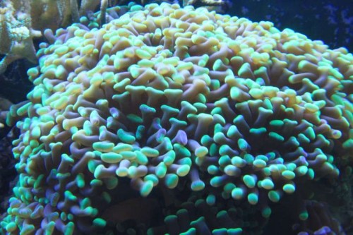 Euphyllia (paraancora??)