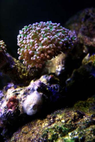 Min første koral - Euphyllia spp.