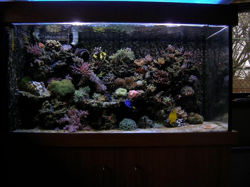 Akvarie.JPG