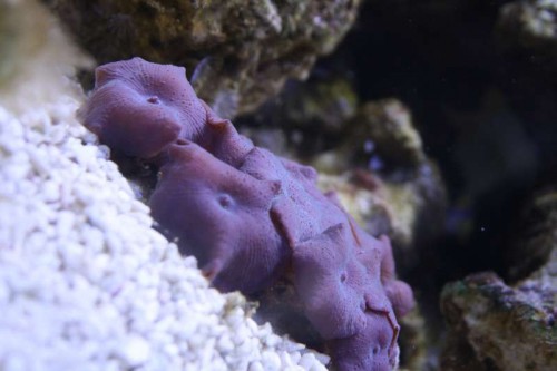 Discosoma spp.