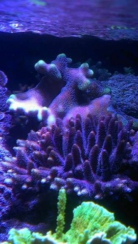 Millepora rød