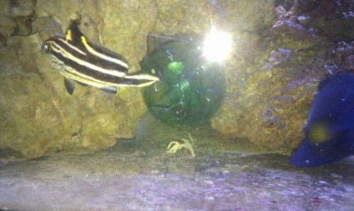 IMAG0715.jpg
