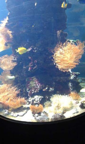 Mange store røde anemoner med klovner i:)
