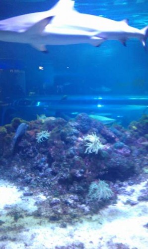 IMAG0190.jpg