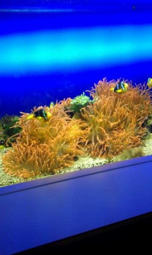 Anemoner og klovner