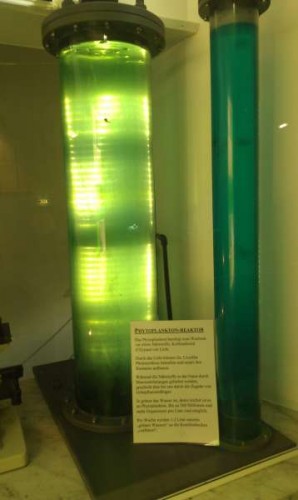 Phyto/plankton tank