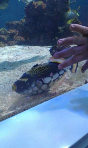 Her snakker vi altså om en stor Leopard.. se Jønners fingre, for at se, hvor stor den er:)