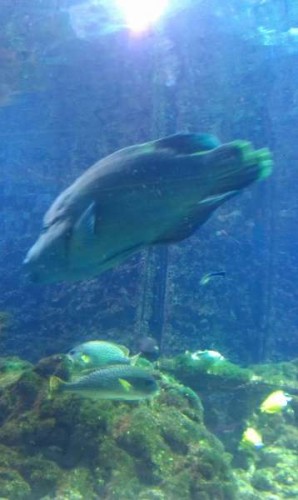 IMAG0221.jpg