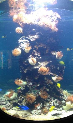 Anemoner og klovner