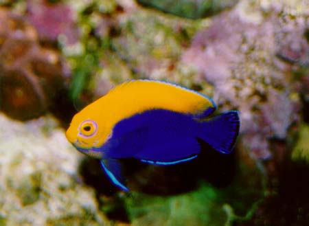 aurantonotus.jpg
