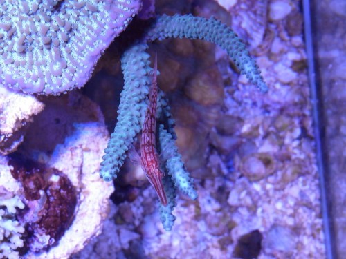 Staghorn