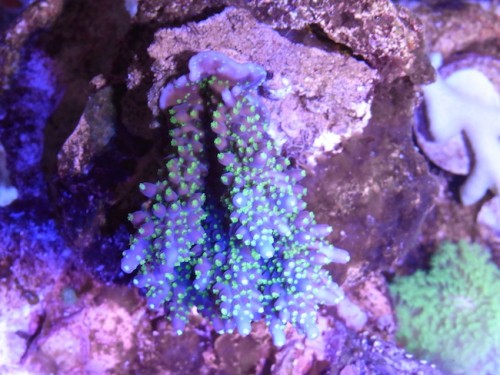 Acropora sp.?