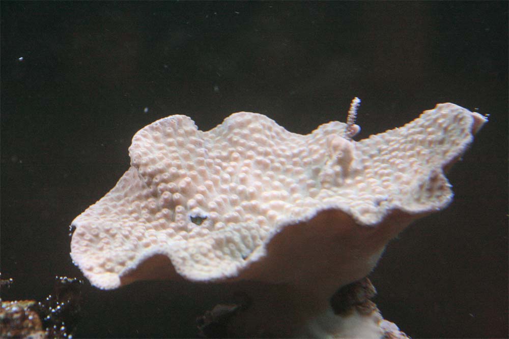 Turbinaria-reniformis.jpg