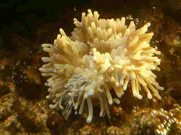 Anemone1.JPG