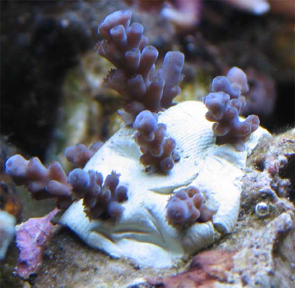 acropora-rtn-stn-3.jpg