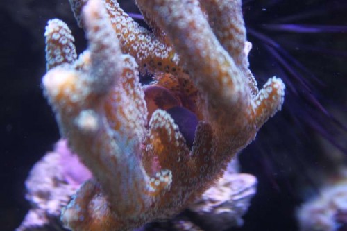 05122012 (24).JPG (35.8 KiB) Vist 1455 gange Kan i hjælpe med navnet 1?