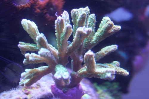 05122012 (25).JPG (38.92 KiB) Vist 1455 gange Hydnophora