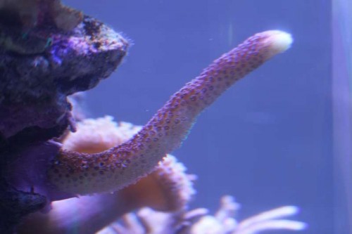 05122012 (26).JPG (23.23 KiB) Vist 1455 gange Kan I hjælpe med navnet 3?