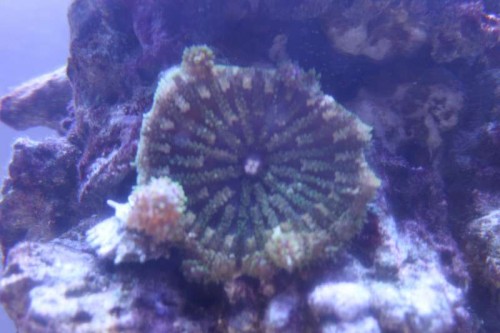 05122012 (36).JPG (36.43 KiB) Vist 1455 gange Minicarpet 2