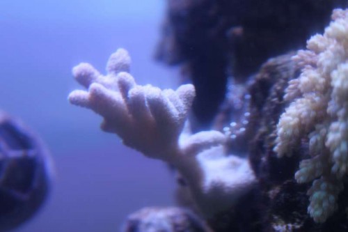 05122012 (34).JPG (22.18 KiB) Vist 1455 gange Kan I hjælpe med navnet 5?