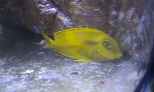 Fisken lige nu