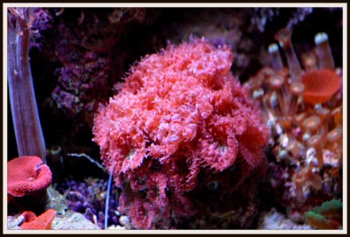 010red5.jpg