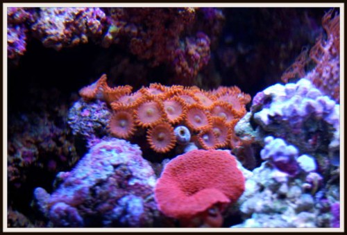 117red17.jpg