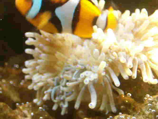Anemone.JPG