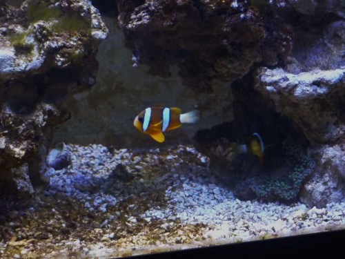 Den forreste klovn er også den mindste og &quot;han&quot; har overgivet sig i forhold til den lidt større &quot;hun&quot; der har ligger i anemonen.
