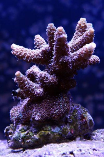 IMG_6517.JPG