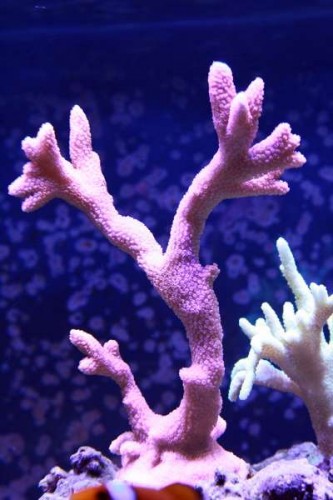 IMG_6523.JPG