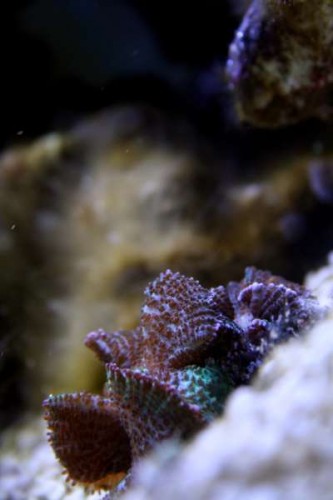 Koral 2 - Actinodiscus eller en Discosoma?