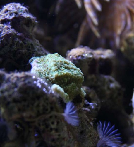 Kotal 5 - Montipora capricornis?