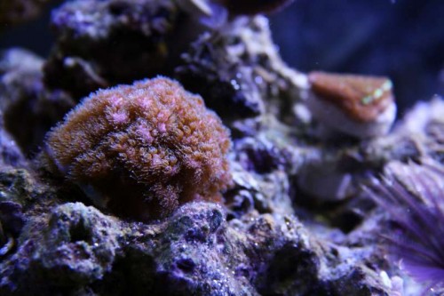 Koral 9 - Pocillopora damicornis