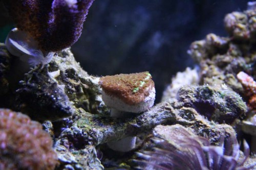 Koral 10 - Montipora confusa