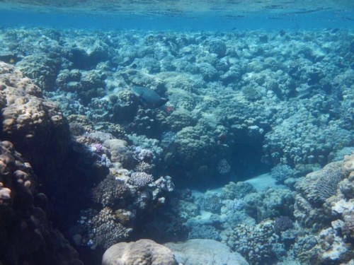 Sharm El-Sheikh 2012_1761.JPG