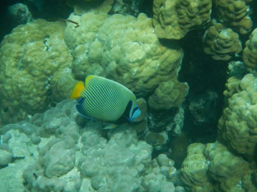 Sharm El-Sheikh 2012_2123.JPG