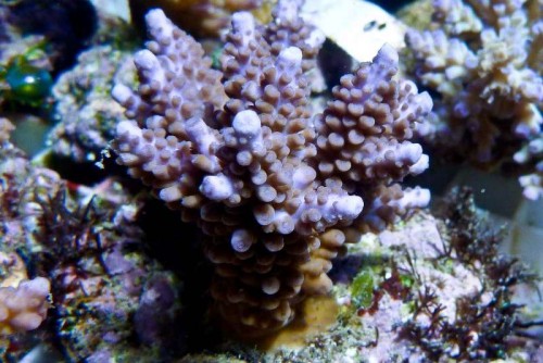 121212 Decocean (87 of 114).jpg